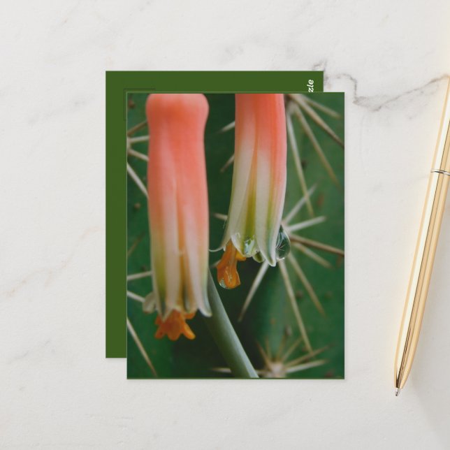 Dew auf Aloe Bloom Postkarte (Vorderseite/Rückseite Beispiel)