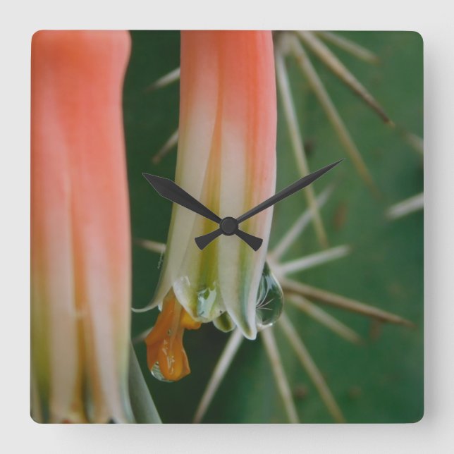 Dew auf Aloe Bloom Quadratische Wanduhr (Vorderseite)
