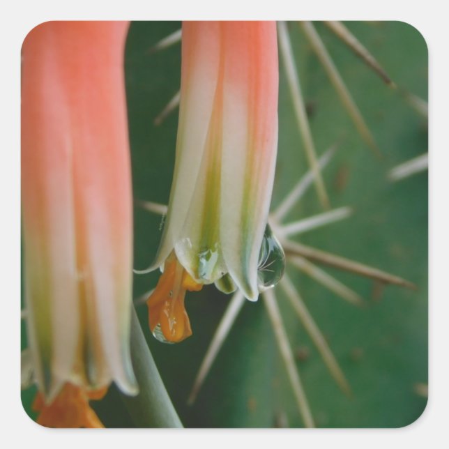 Dew auf Aloe Bloom Quadratischer Aufkleber (Vorderseite)