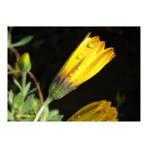 Dew auf einem Gelben Schwanz