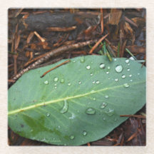 Dew Dappled Leaf