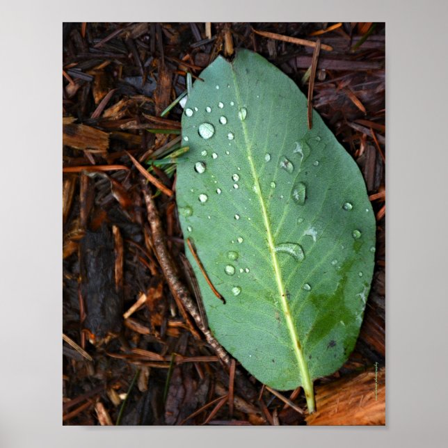 Dew Dappled Leaf Poster (Vorne)