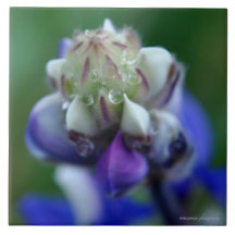 Dew Dappled Lupine
