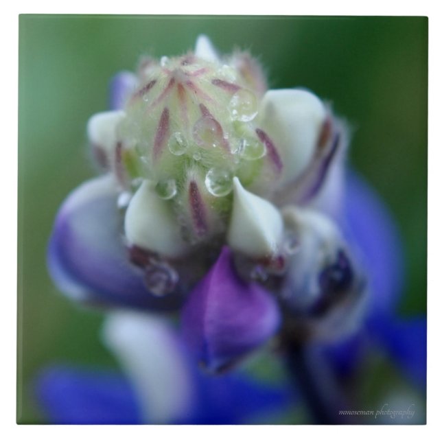 Dew Dappled Lupine Fliese (Vorderseite)
