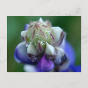 Dew Dappled Lupine Postkarte