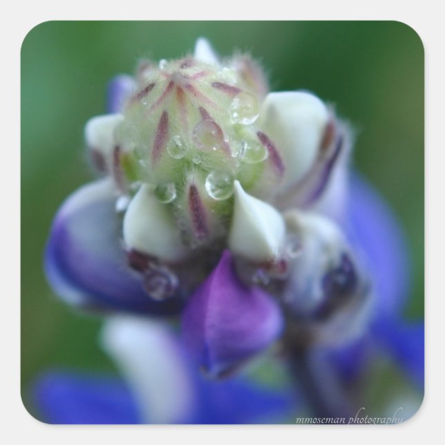 Dew Dappled Lupine Quadratischer Aufkleber (Vorderseite)