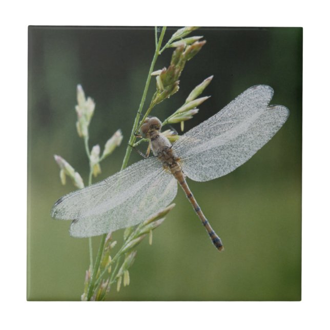 Dew deckte Darner Dragonfly Fliese (Vorderseite)