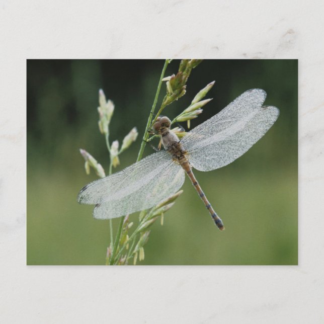 Dew deckte Darner Dragonfly Postkarte (Vorderseite)