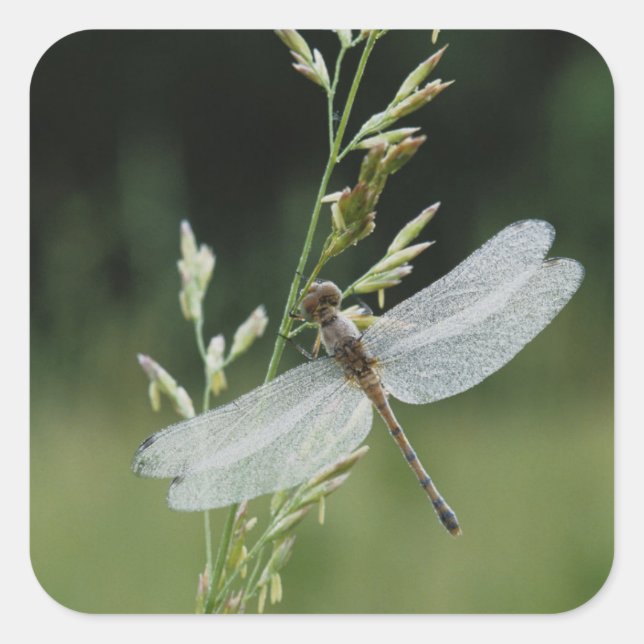 Dew deckte Darner Dragonfly Quadratischer Aufkleber (Vorderseite)