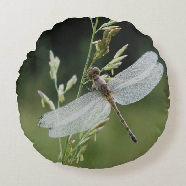 Dew deckte Darner Dragonfly Rundes Kissen (Vorderseite)