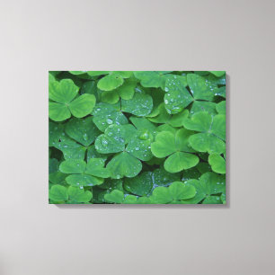 Dew Drenced Clovers Macro Foto Wine cine Art Leinwanddruck