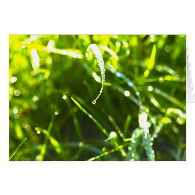 Dew Drop (Vorderseite (Horizontal))