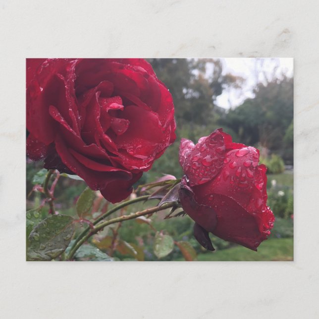 Dew Drop Rose Postkarte (Vorderseite)