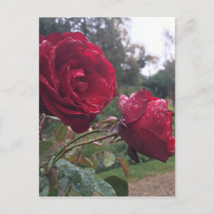 Dew Drop Rose Postkarte