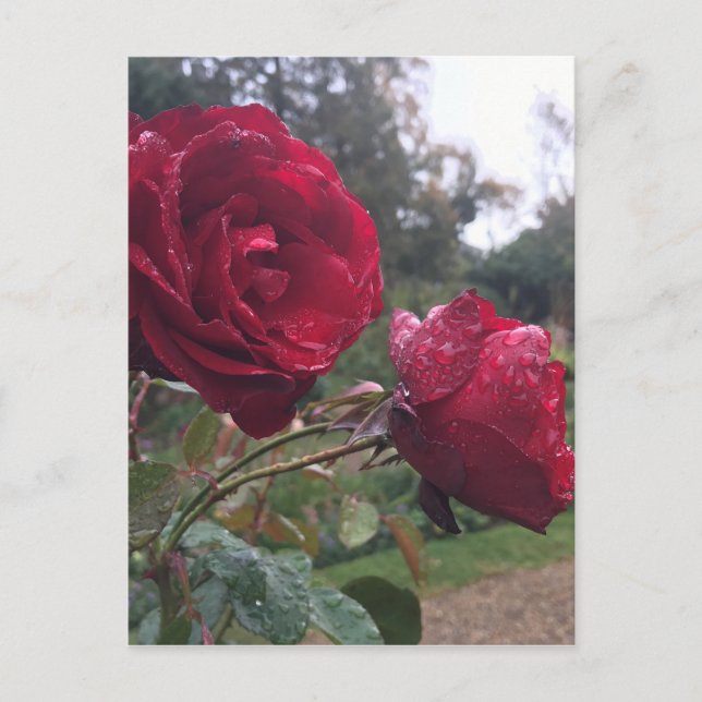 Dew Drop Rose Postkarte (Vorderseite)