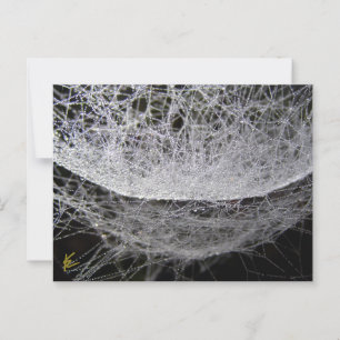 Dew Drop Water Hammock Spider Web Postkarte