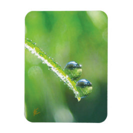Dew Drops on Green Grass Peaceful Nature Magnet
