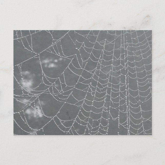 Dew Drops Spider Web DIY Postkarte (Vorderseite)