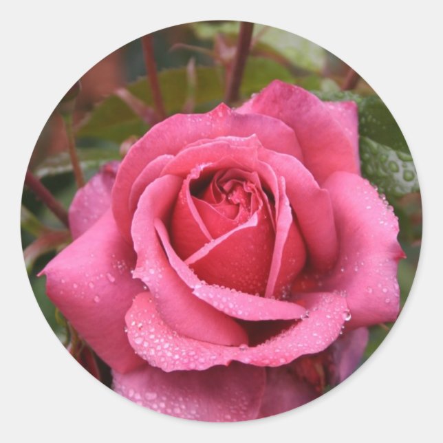 Dew Kissed Pink Rose Runder Aufkleber (Vorderseite)