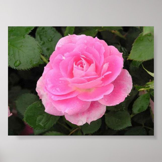 Dew Kissed Rose Poster (Vorne)