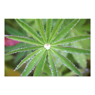Dewdrop Fotodruck