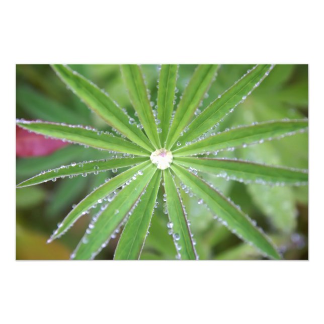 Dewdrop Fotodruck (Vorne)