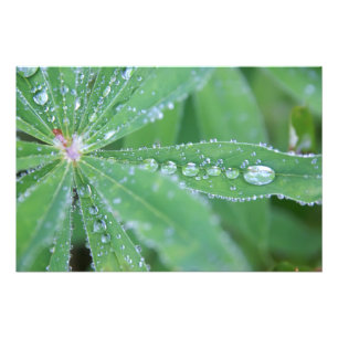 Dewdrop Fotodruck