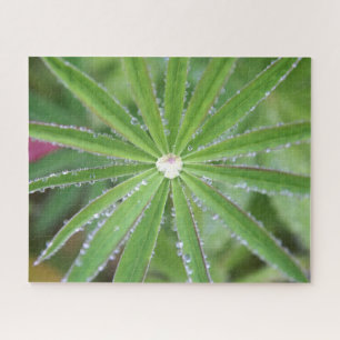 Dewdrop Puzzle