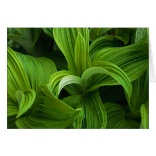 Dewdrops auf einem falschen Helabore