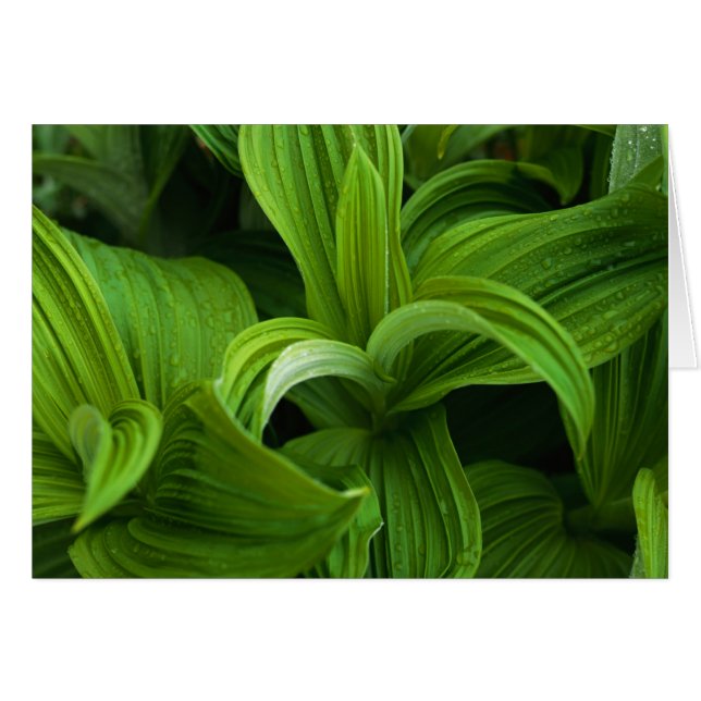 Dewdrops auf einem falschen Helabore (Vorderseite (Horizontal))