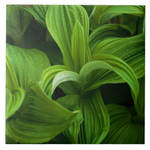 Dewdrops auf einem falschen Helabore Fliese