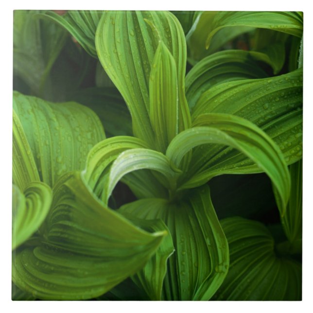 Dewdrops auf einem falschen Helabore Fliese (Vorderseite)