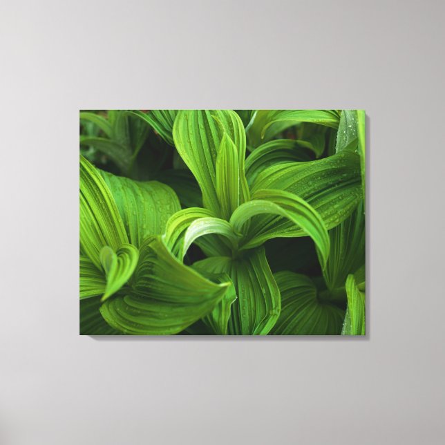 Dewdrops auf einem falschen Helabore Leinwanddruck (Vorderseite)