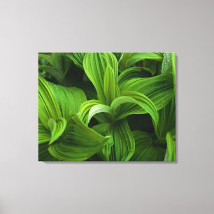 Dewdrops auf einem falschen Helabore Leinwanddruck