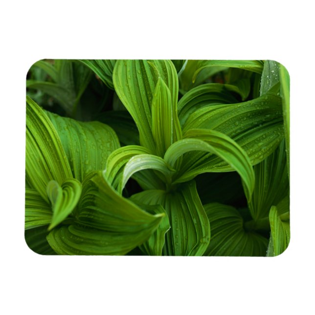 Dewdrops auf einem falschen Helabore Magnet (Horizontal)