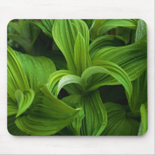 Dewdrops auf einem falschen Helabore Mousepad