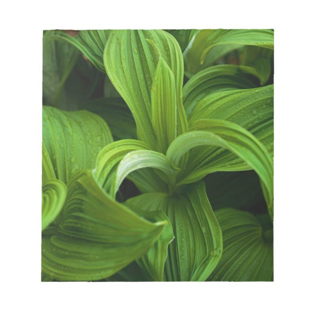 Dewdrops auf einem falschen Helabore Notizblock (Vorderseite)