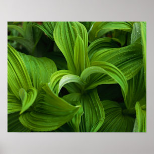 Dewdrops auf einem falschen Helabore Poster