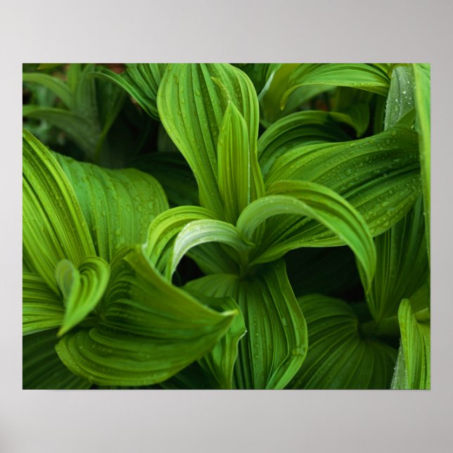 Dewdrops auf einem falschen Helabore Poster (Vorne)