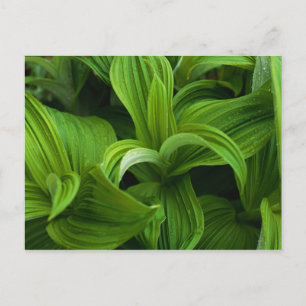 Dewdrops auf einem falschen Helabore Postkarte