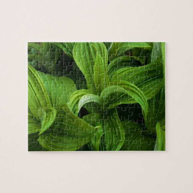 Dewdrops auf einem falschen Helabore Puzzle (Horizontal)