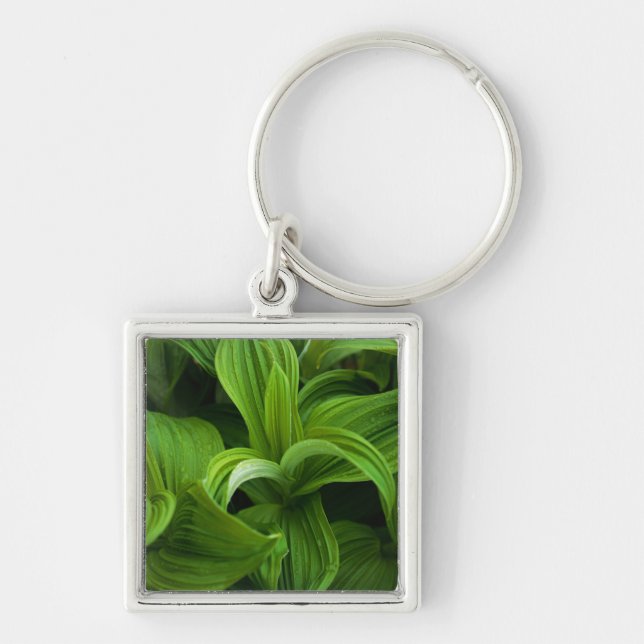 Dewdrops auf einem falschen Helabore Schlüsselanhänger (Vorne)