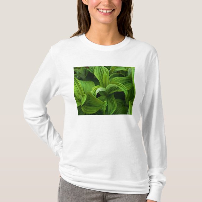Dewdrops auf einem falschen Helabore T-Shirt (Vorderseite)