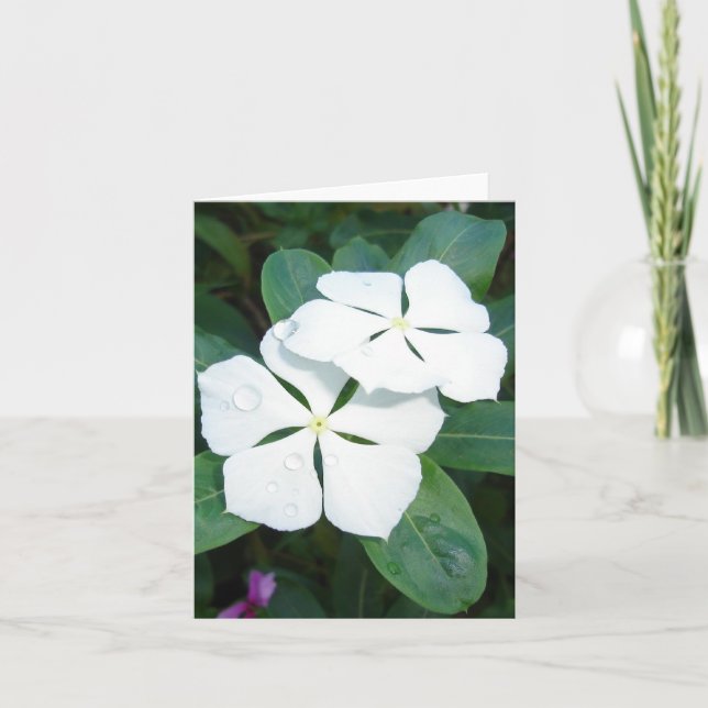 Dewdrops auf weißem v2 karte (Vorderseite)