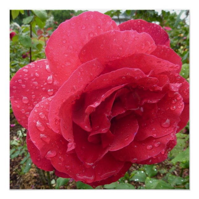 Dewdrops Flower Rose Blossoms Love Destiny Shower Poster (Vorderseite)