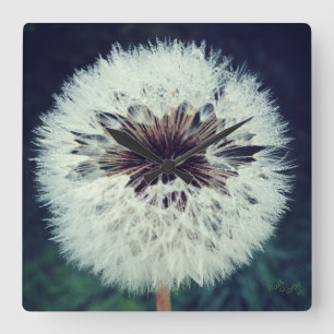 Dewy Löwenzahn-Uhr-… Uhr! Quadratische Wanduhr