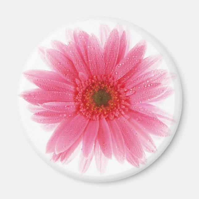 Dewy Pink Gerbera Blume Magnet (Vorne)