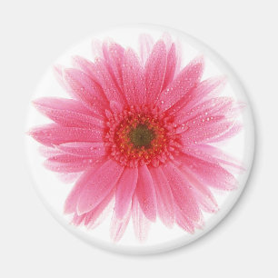 Dewy rosa Gerbera-Blume Magnet