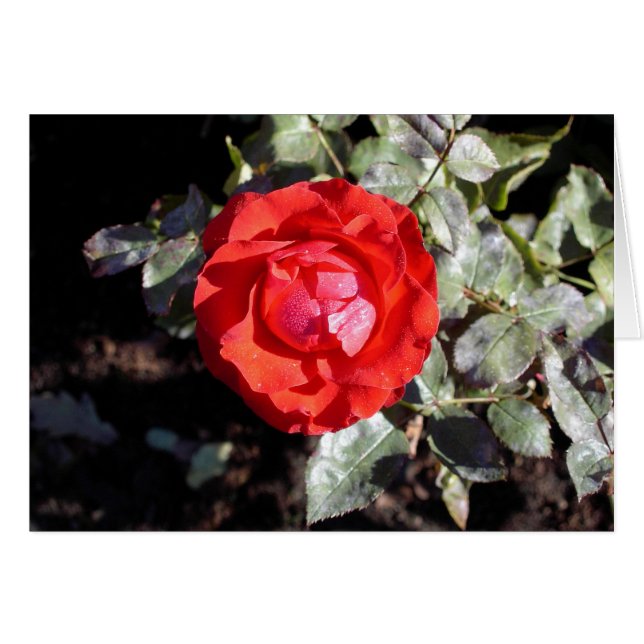 Dewy Rose (Vorderseite (Horizontal))