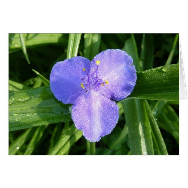 Dewy Trillium Spring Wildblume (Vorderseite (Horizontal))